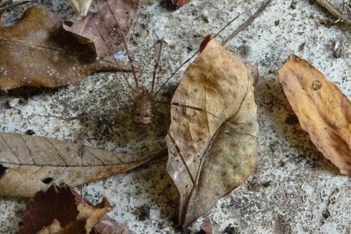 Nelima sp.